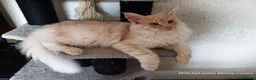 Maine Coon cats for sale: TICA Reg Maine Coon BOY. Cream Smoke. ACTIVE. - Advert 8
