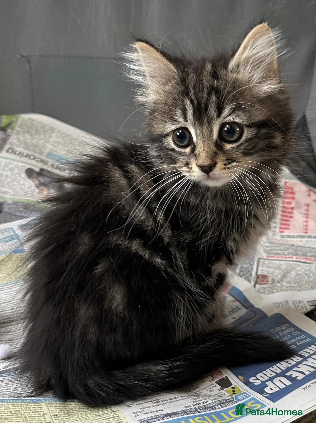 Maine Coon cats for sale: Maine coon kittens  - Advert 2