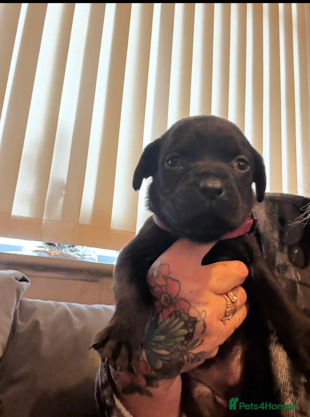 Cane Corso dogs for sale: 1 Cane Corso puppy left - Advert 11