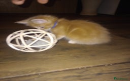 Maine Coon cats for sale: I have Beautiful healthy maicoon XL  - Image 22