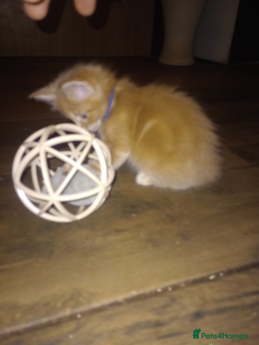 Maine Coon cats for sale: I have Beautiful healthy maicoon XL  - Image 22