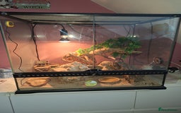 Gecko reptiles for sale: Female leopard gecko - Advert 11