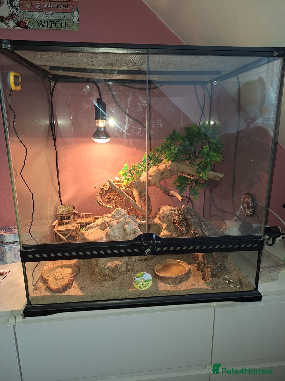 Gecko reptiles for sale: Female leopard gecko - Advert 11