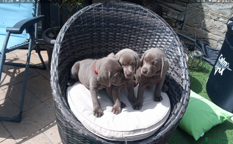 Labrador Retriever dogs - Advert 4