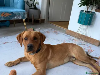 Labrador Retriever dogs Ex working Fox Red Labrador - Stanley - Advert 4