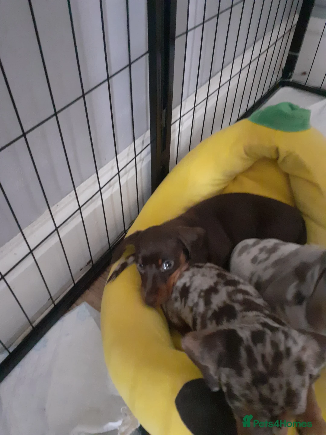 Miniature Dachshund dogs for sale: Miniature chocolate dac - Advert 5
