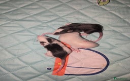 Rat rodents for sale: Waiting list for baby rats  - Image 4