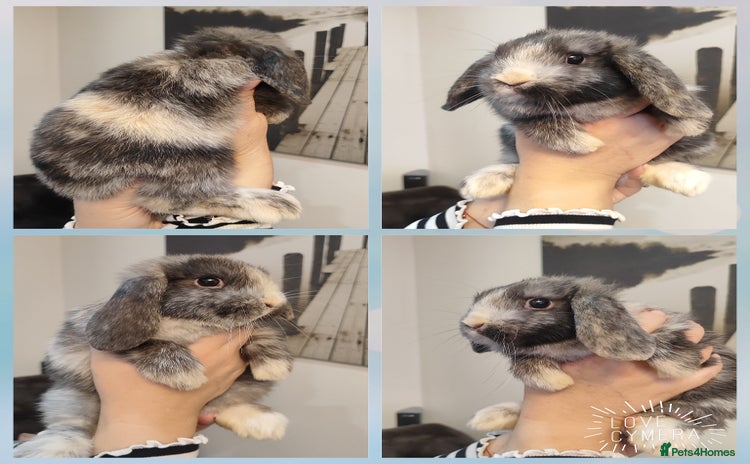 Mini Lop rabbits - Advert 2