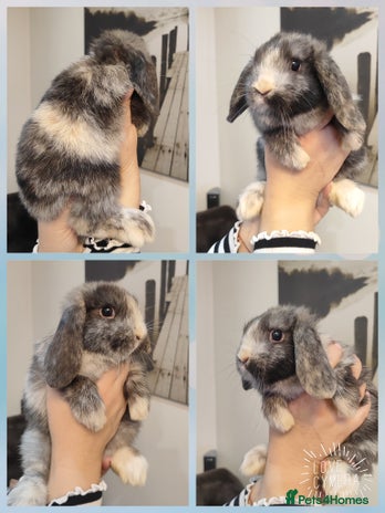 Mini Lop rabbits - Advert 2
