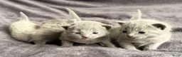 Russian Blue cats for sale: Pure TICA Champion Line Russian Blue Kittens - Advert 12