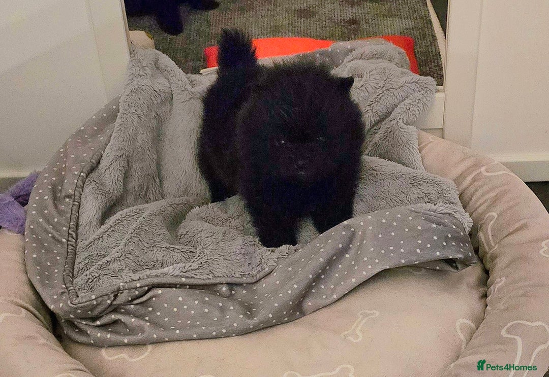 Pomeranian dogs for sale: Super tiny 40+🏆 in lines 700g 💙 only ready now! - Advert 4