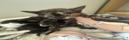 British Shorthair cats for sale: A litter of 5 kittens for 4 for sale - Advert 15