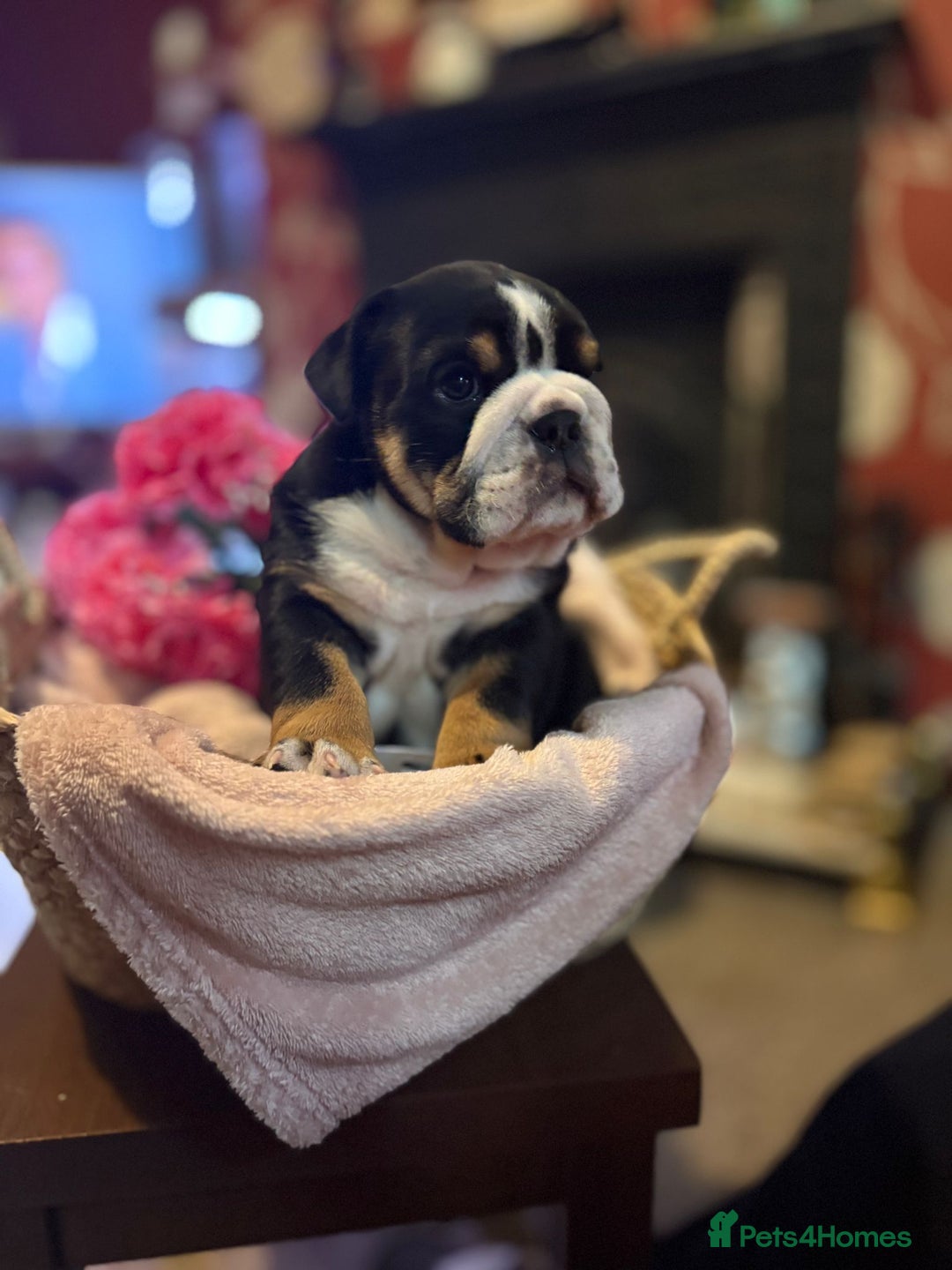 English Bulldog dogs for sale: 💙💗 exceptional English bulldog puppies 💗 💙  - Image 15