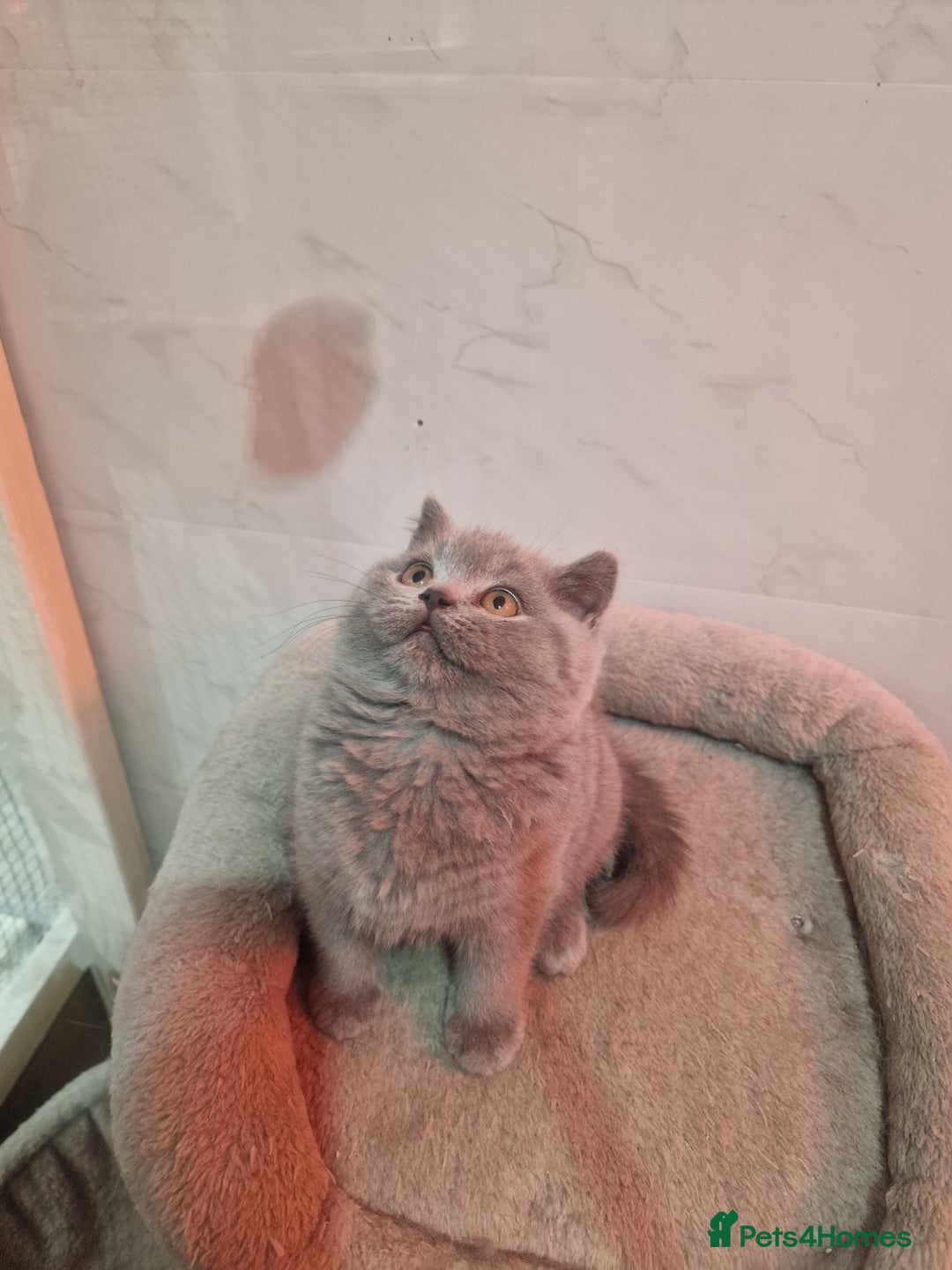 British Shorthair cats for sale: Champion Gccf chunky kittens  - Advert 10
