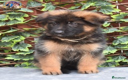 German Shepherd dogs for sale: 💥REDUCED PRICE💥 3 GIRLS German shepherd puppies  - Image 13