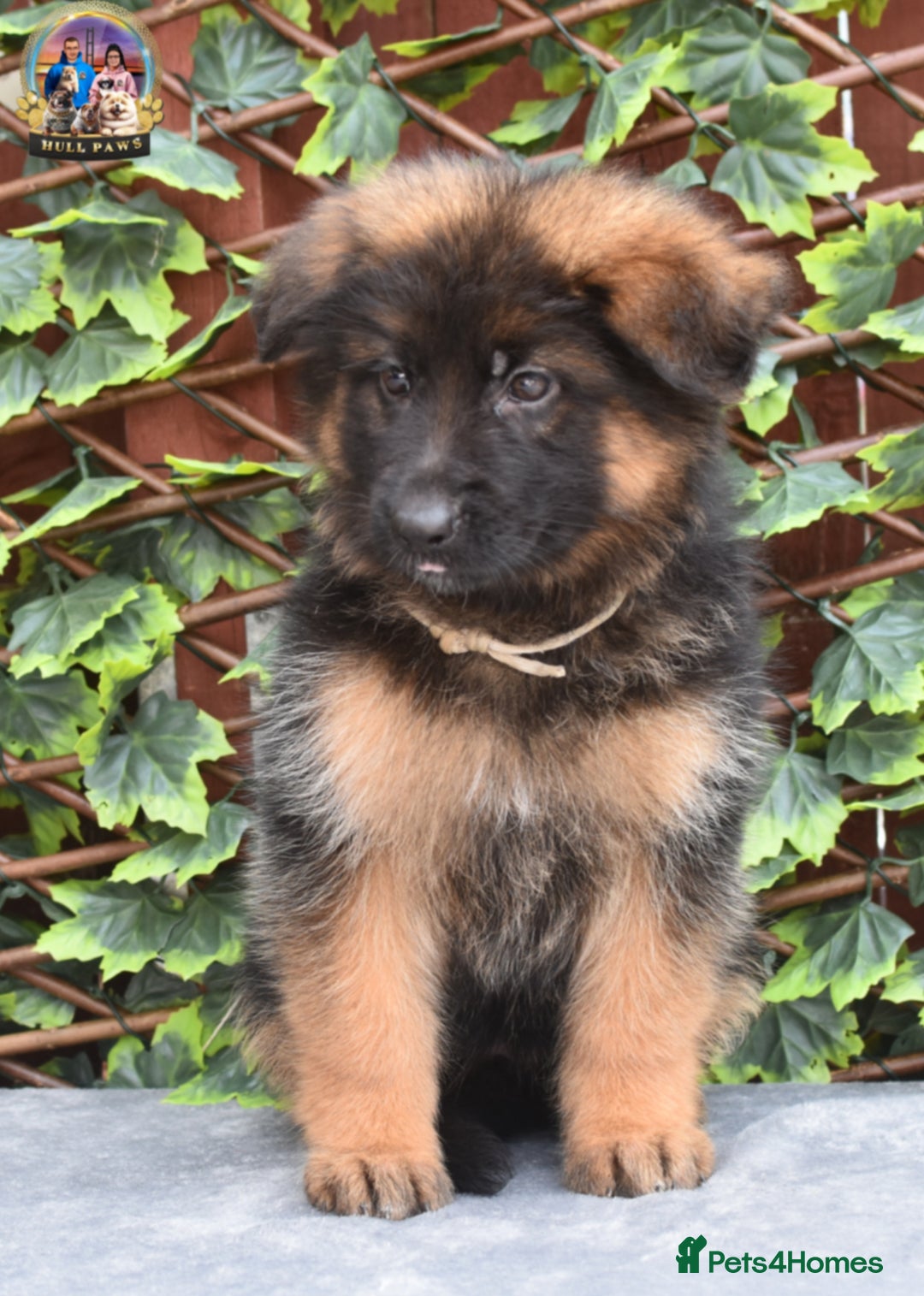 German Shepherd dogs for sale: 💥REDUCED PRICE💥 3 GIRLS German shepherd puppies  - Image 13