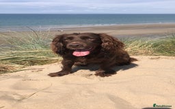 Cocker Spaniel dogs for sale: K.C. Well bred chocolate working cocker spaniels - Image 21