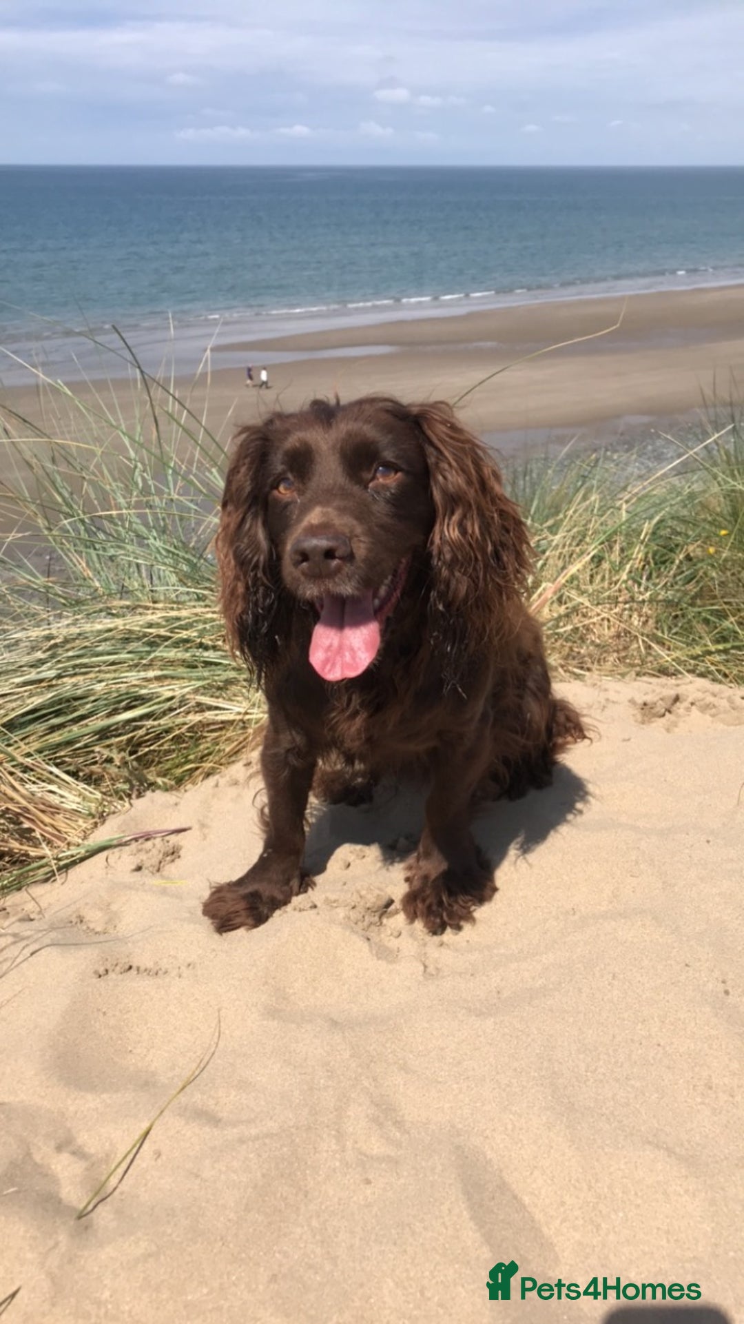 Cocker Spaniel dogs for sale: K.C. Well bred chocolate working cocker spaniels - Image 21