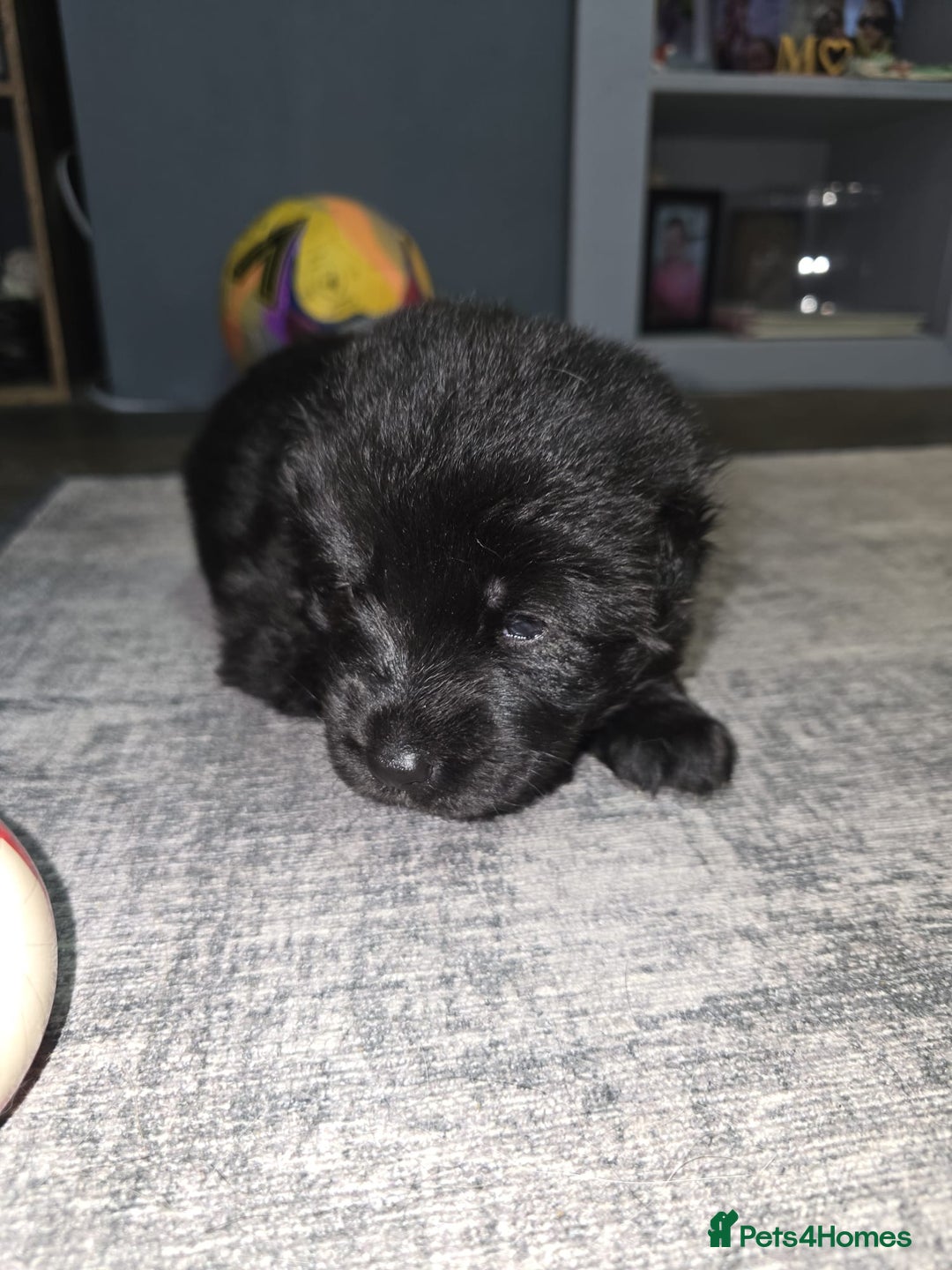 German Shepherd dogs for sale: READY TO LEAVE 3 LITTLE GSD GIRLS - Advert 13