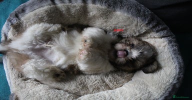 Shih Tzu dogs - Advert 10