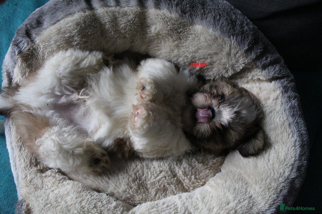 Shih Tzu dogs for sale: SHIH TZU GIRL and BOY PUPPIES TRICOLOUR READY NOW - Image 3