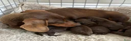 Miniature Dachshund dogs for stud: Chocolate and Tan Miniature Dachshund- Stud - Advert 7