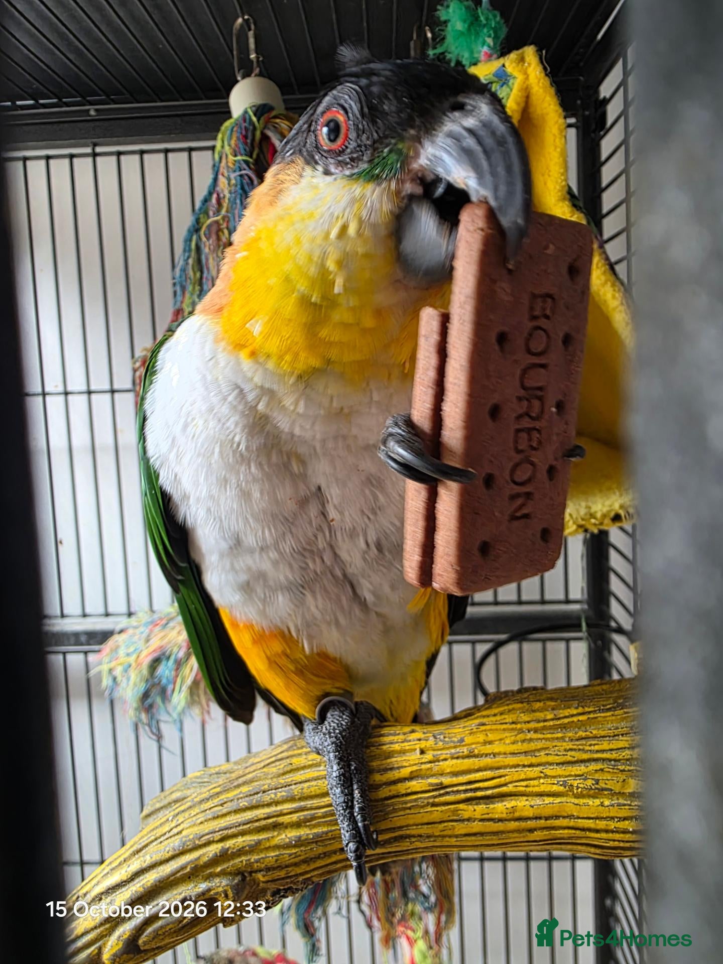 Parrots birds Black headed caique  - Advert 3