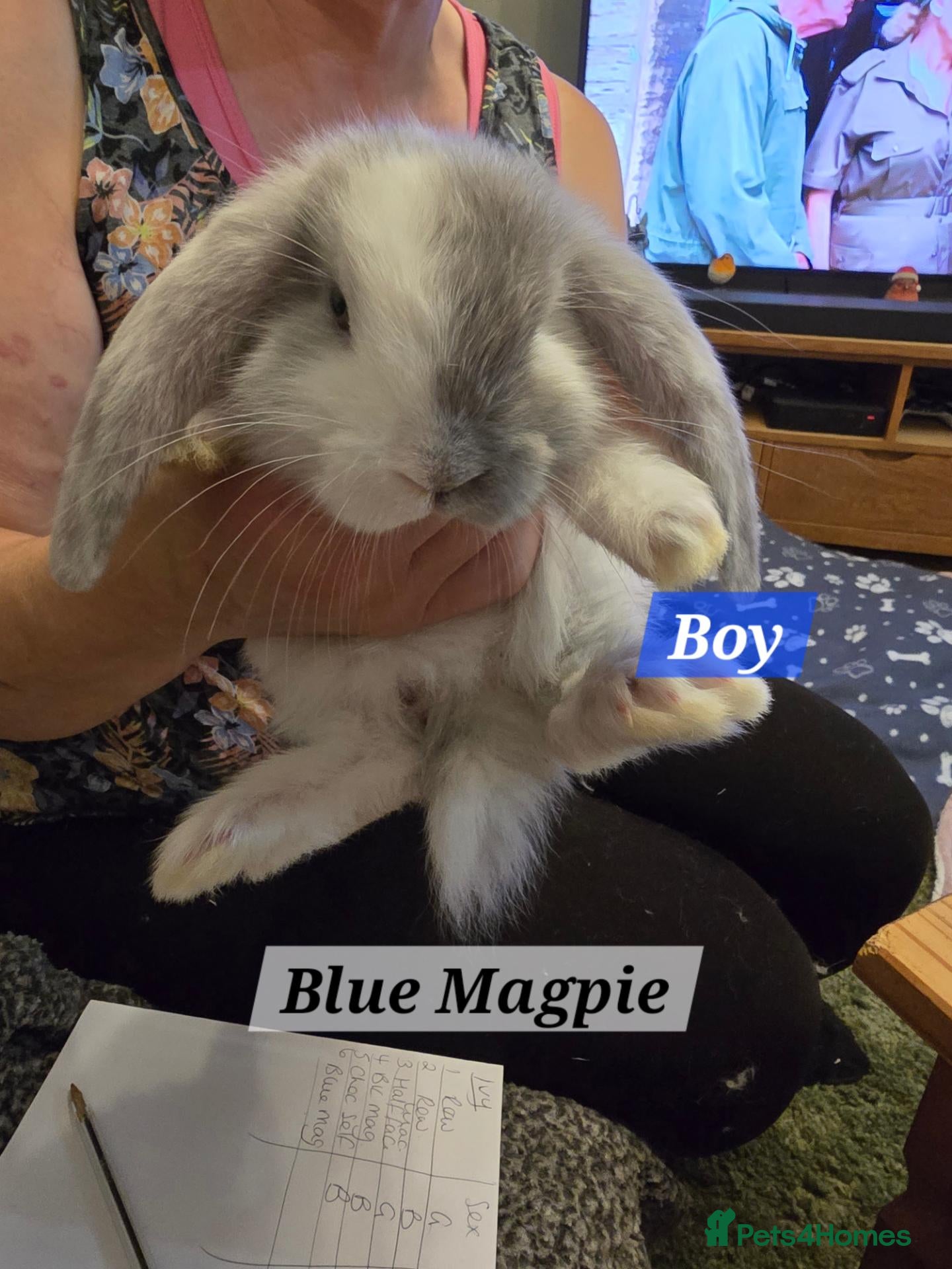 French Lop rabbits for sale: Pure Bred French Lop babies vaccinated with Yurvac - Advert 1