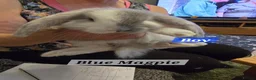 French Lop rabbits for sale: Pure Bred French Lop babies vaccinated with Yurvac - Advert 1