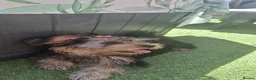 Yorkshire Terrier dogs for sale: Beautiful Girl Yorkshire Terrier - Advert 9