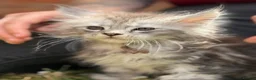 Maine Coon cats for sale: TICA active reg mainecoon kittens - Advert 16