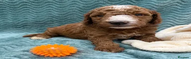 Double Doodle Puppy 4 - Orange collar 