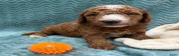 Double Doodle dogs for sale: Sunning littler of Australian Double Doodles  - Advert 22