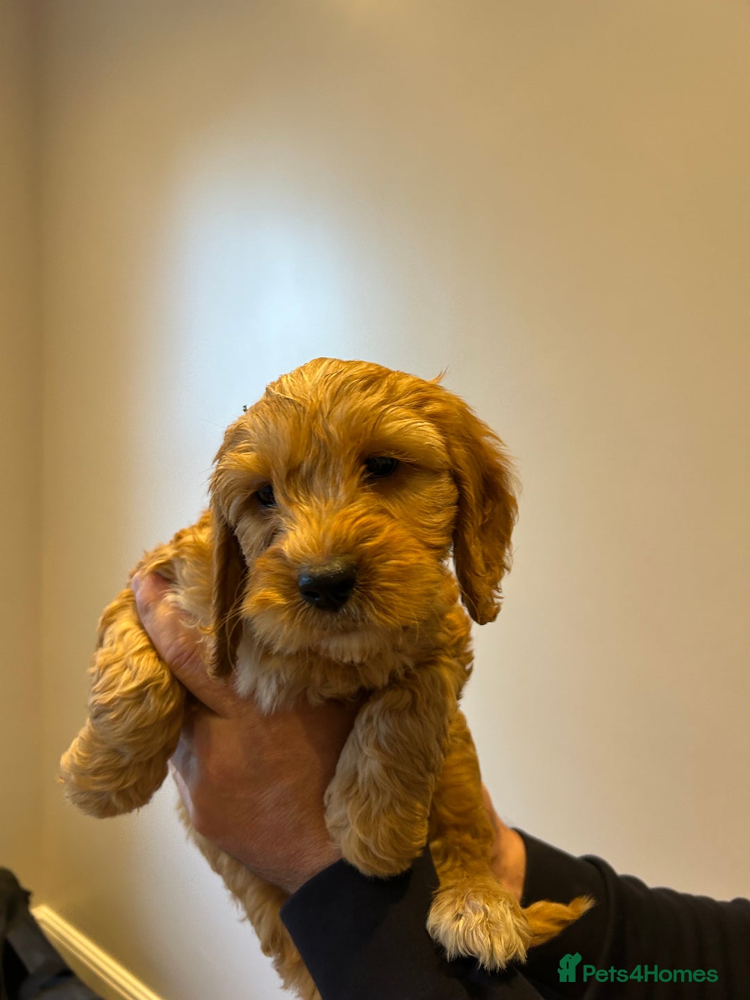 Cockapoo dogs for sale: Cockapoo puppies f1 gorgeous little babys - Advert 8