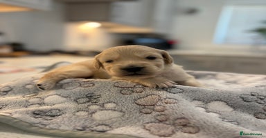 Golden Retriever dogs in St. Neots - Advert 1