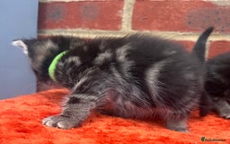 Siberian cats for sale: 2 super friendly beautiful loving boys - Image 6