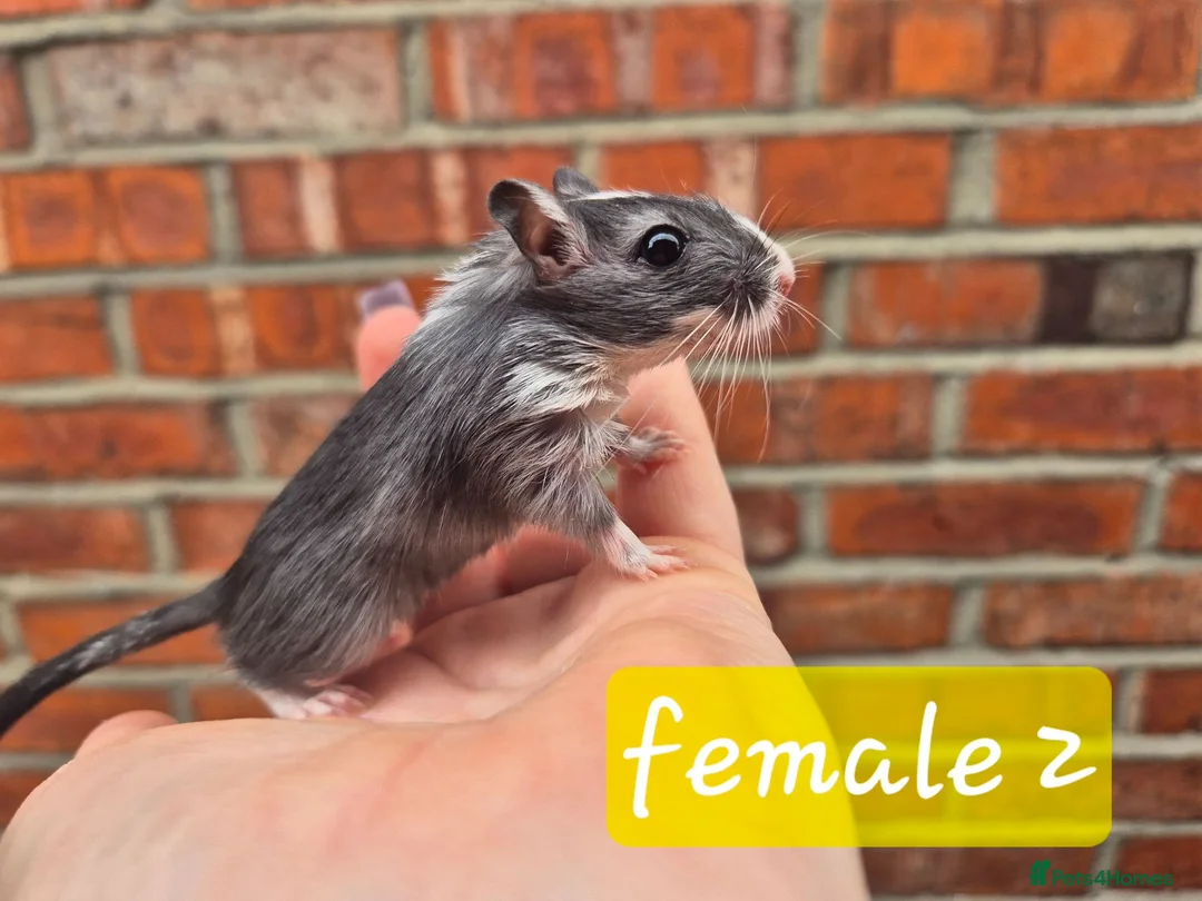 Gerbil rodents for sale: 8 gerbils looking for homes - Advert 2