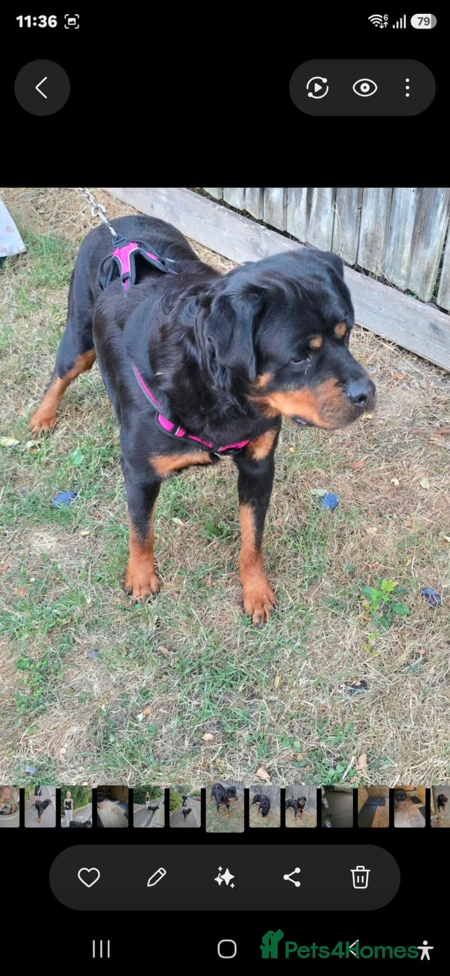 Rottweiler dogs Female Rottweiler For Sale ... - Advert 1