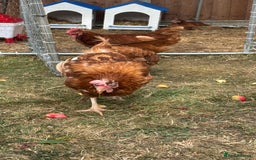 Chickens poultry for sale: 4 girls for sale - Image 5