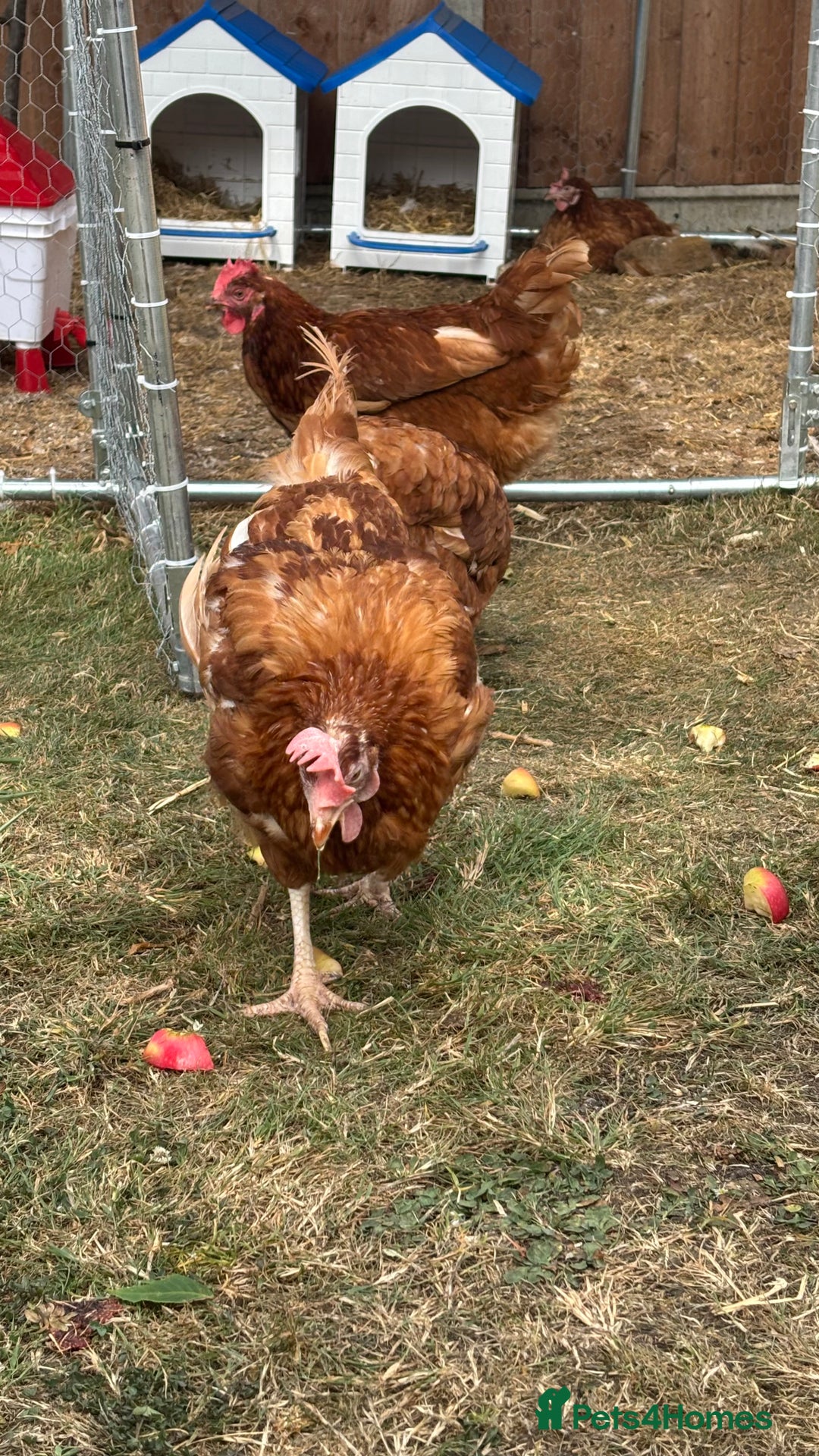 Chickens poultry for sale: 4 girls for sale - Image 5