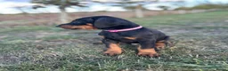 Dobermann dogs for sale: KC  reg Dobermann puppies  - Advert 3