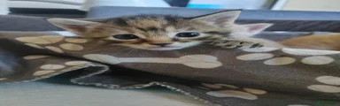 Tabby Girl 4