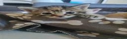 Mixed Breed cats for sale: Adorable kittens are looking for lovely home  - Advert 25