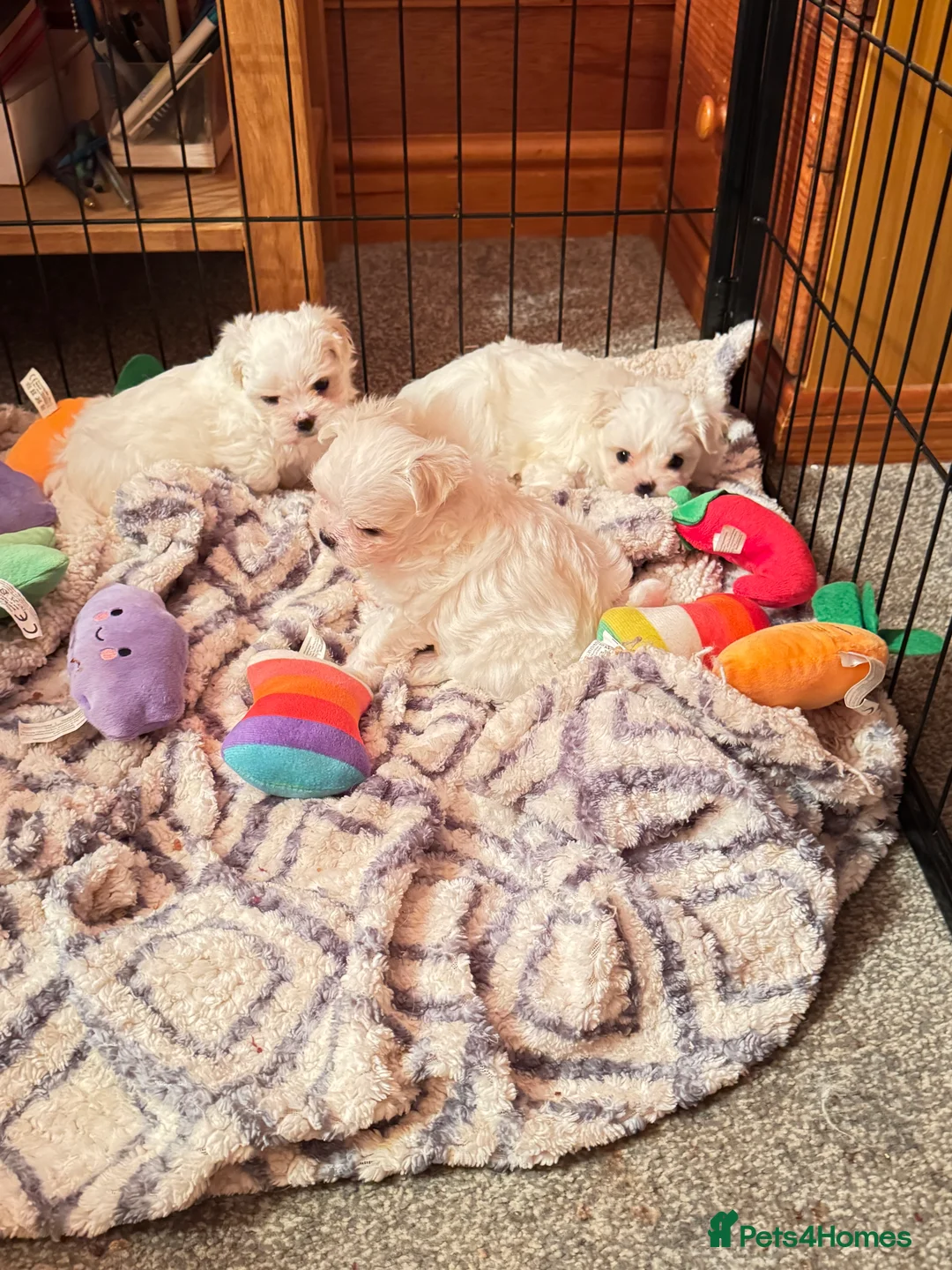 Maltese dogs for sale: Korean Maltese puppy’s available  - Advert 10