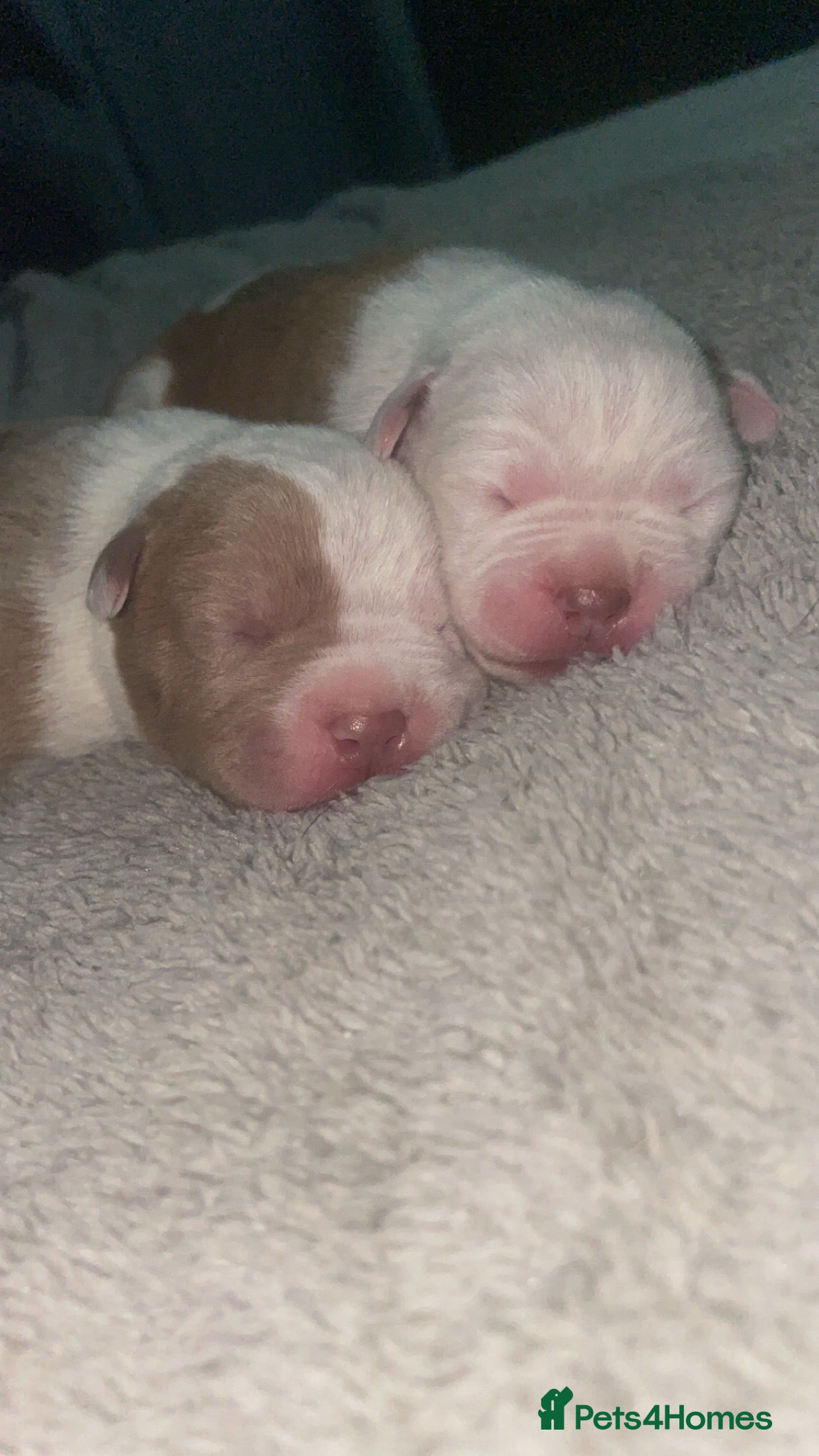 Mixed Breed dogs American bully X American bulldog puppies  - Advert 17