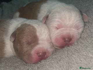 Mixed Breed dogs American bully X American bulldog puppies - Advert 3