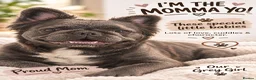 French Bulldog dogs for sale: Kc reg Fluffy french bulldog puppies visual - Advert 4