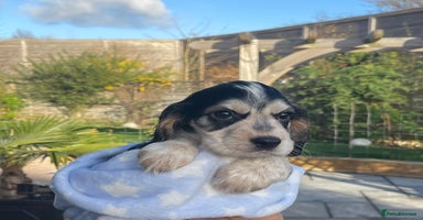 Cocker Spaniel dogs Fully health tested KC Cocker Spaniel puppies - Advert 4