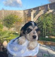 Cocker Spaniel dogs Fully health tested KC Cocker Spaniel puppies - Advert 4