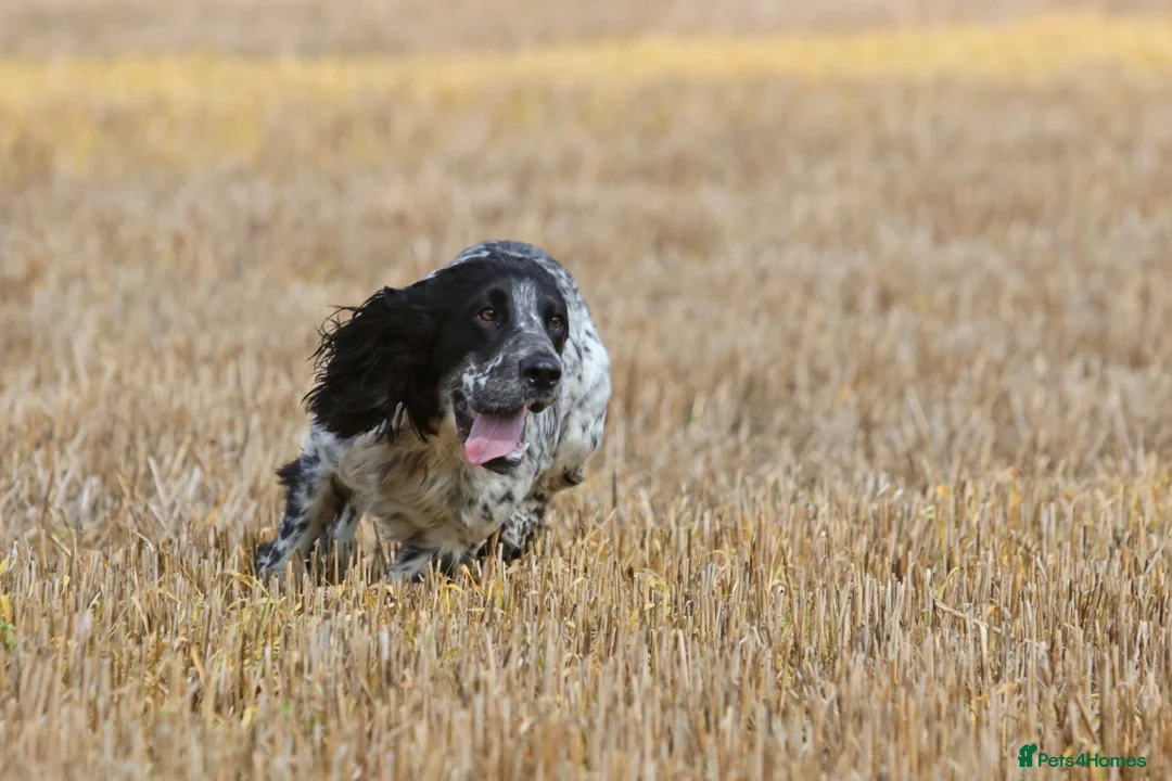Cocker Spaniel dogs for stud: Fully DNA Health tested, Hip scored Cocker stud in Alton - Advert 2